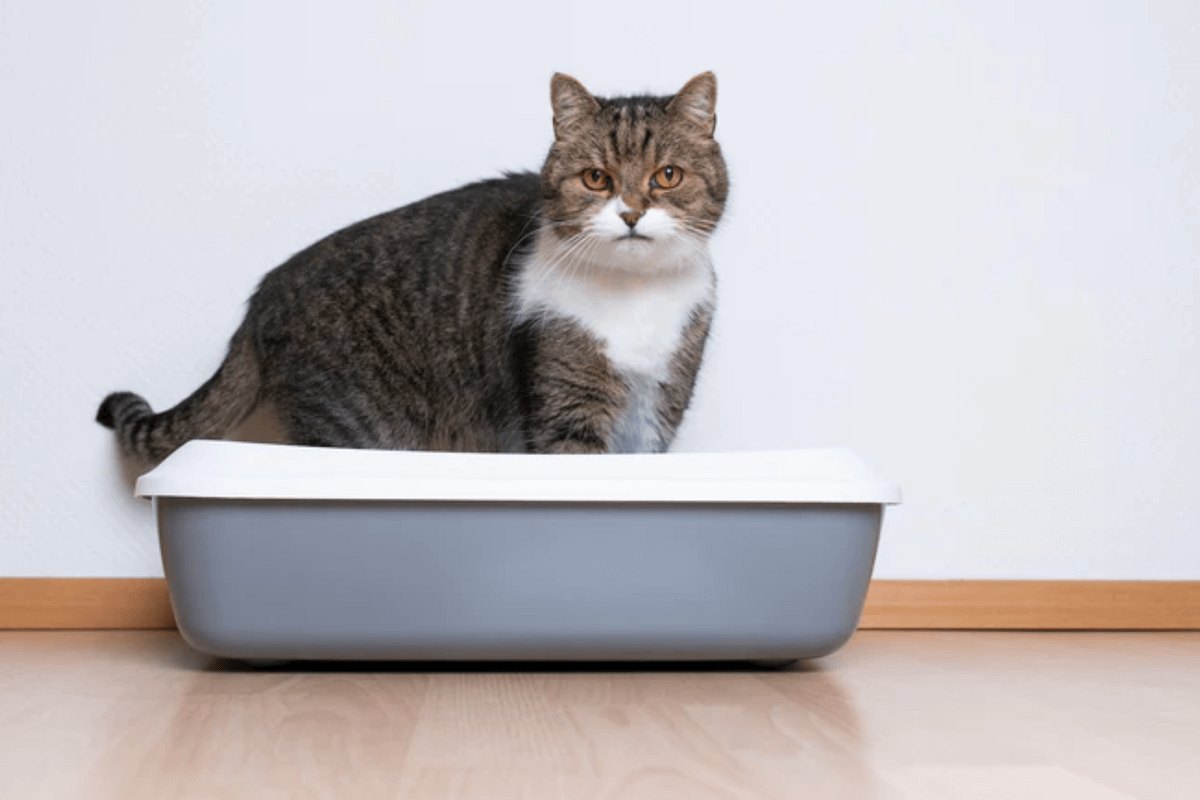 chat constipé dans sa litière