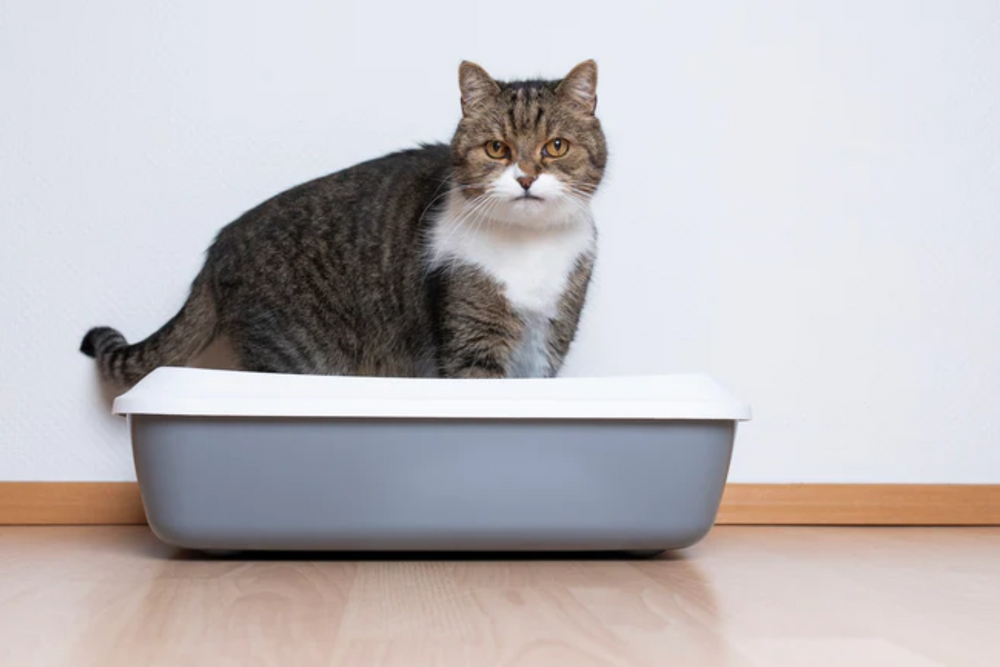 chat constipé dans sa litière - Mon chat est constipé : pourquoi et comment y remédier ?