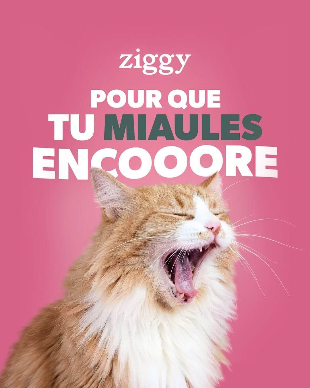 Campagne de communication Ziggy participe aux concerts de Céline Dion à Paris - Pour que tu miaules encore
