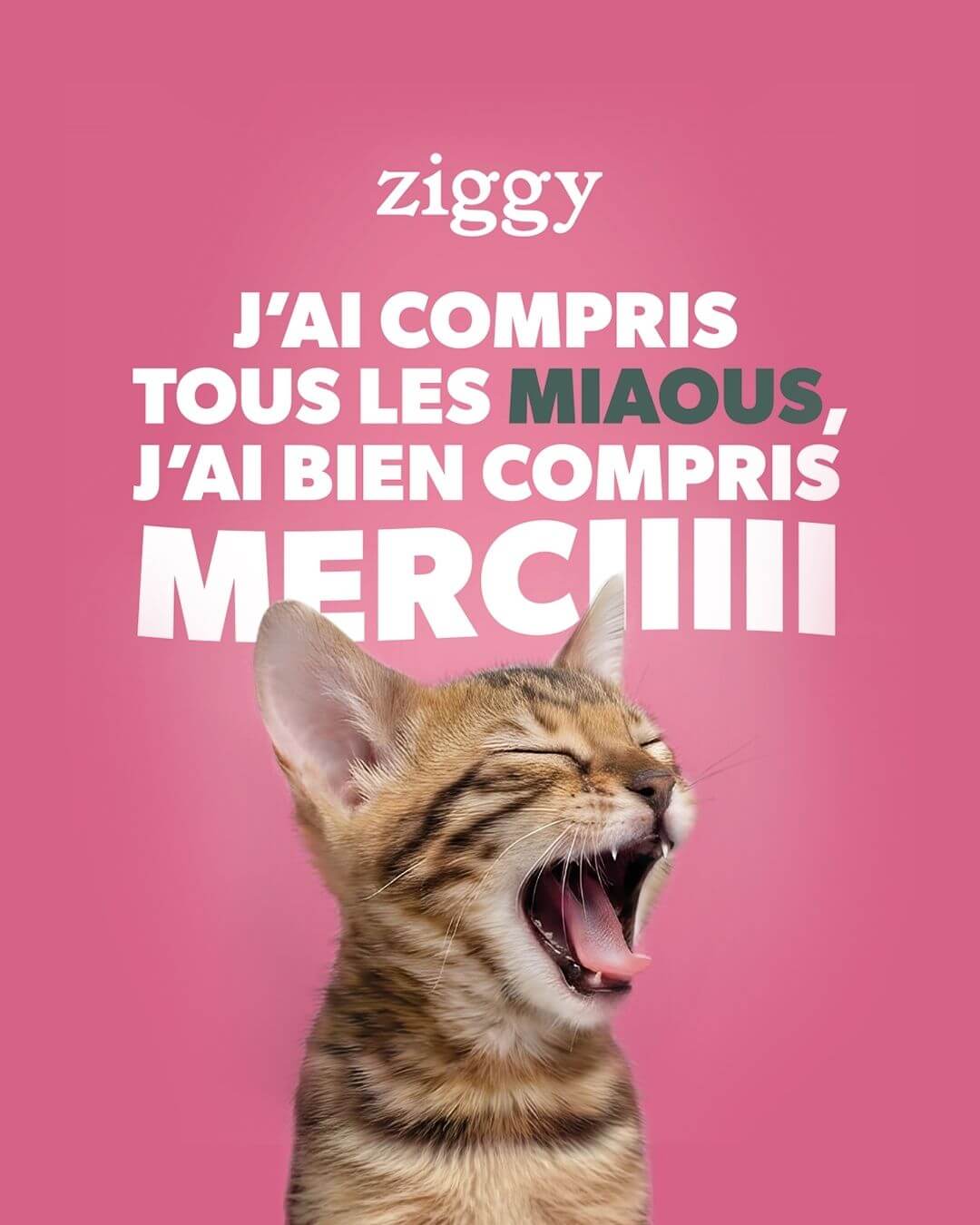 Campagne de communication Ziggy participe aux concerts de Céline Dion à Paris - J'ai compris tous les miaous, j'ai bien compris merci