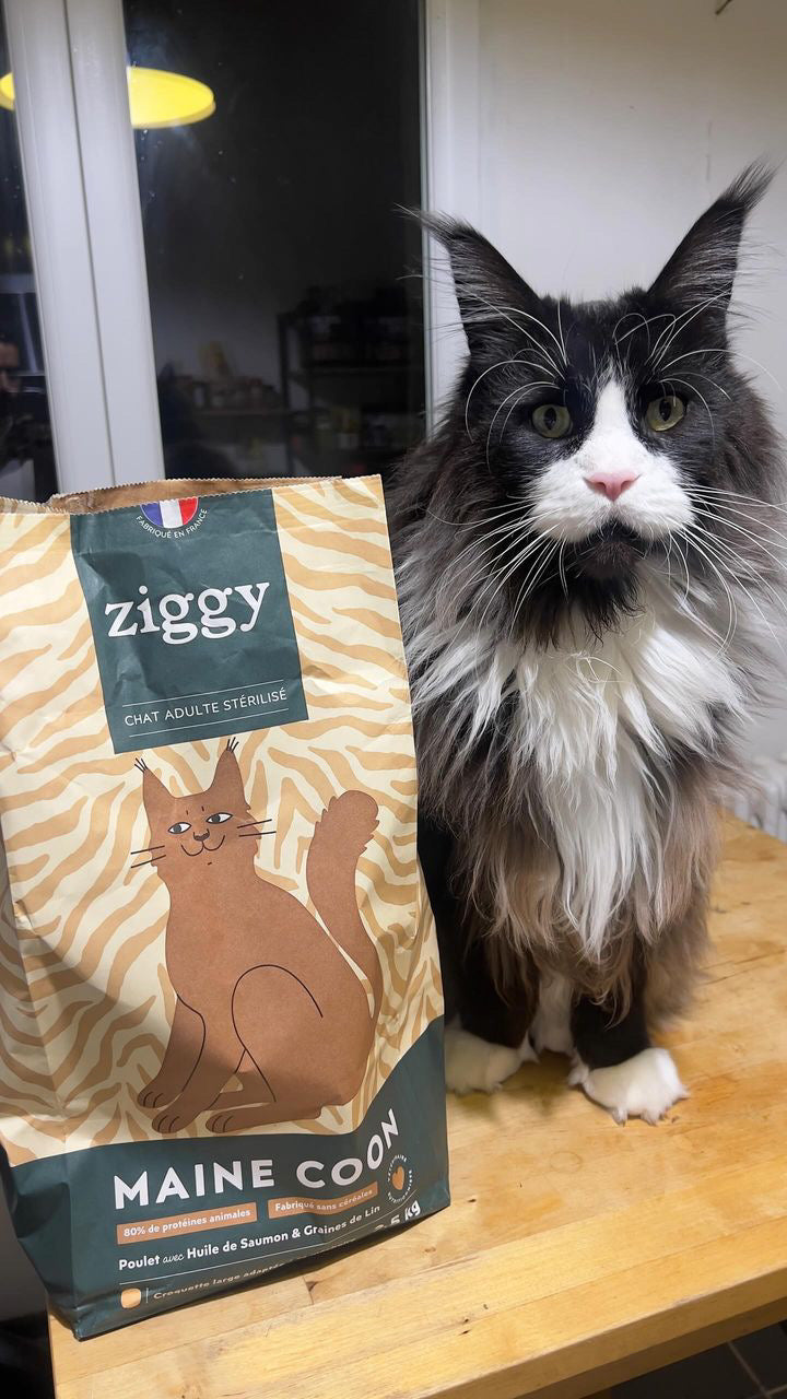 Un chat Maine Coon avec des croquettes Maine Coon Ziggy - Alimentation du chat Maine Coon : comment bien le nourrir ?