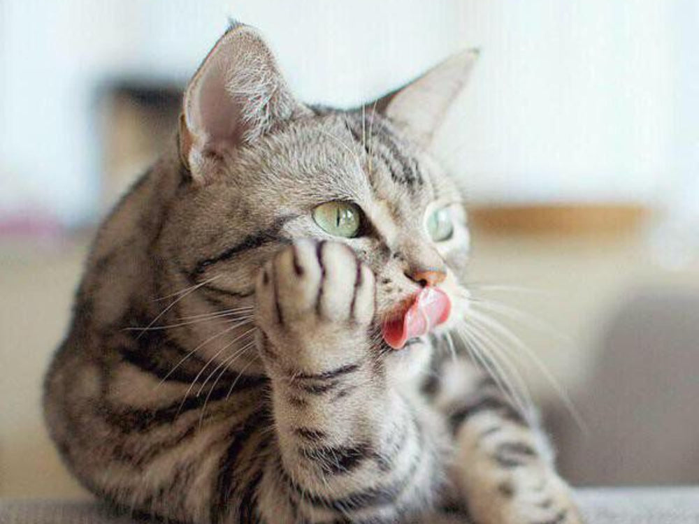 Chat qui se lèche les babines - Trockenfutter mit oder ohne Getreide: Was sollte man für seine Katze wählen?