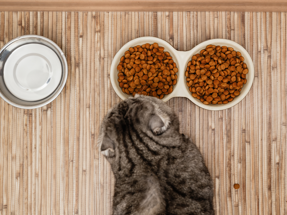 Chat qui mange des croquettes dans une gamelle  - Quelles croquettes pour chat éviter ?