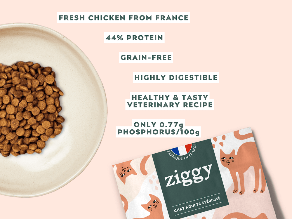 Ziggy - What’s the best dry food for cats?