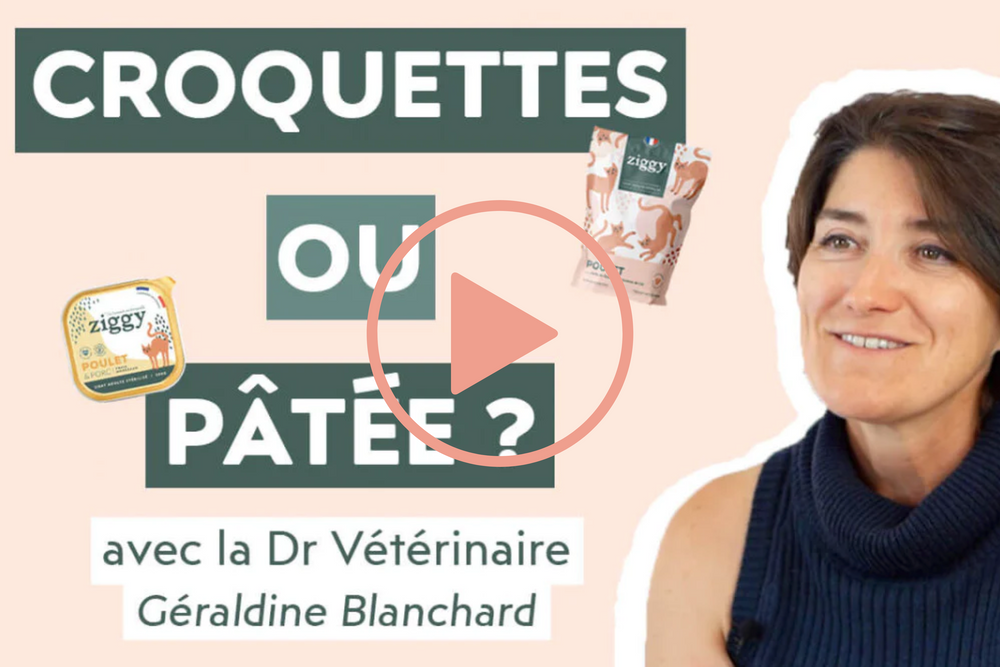vidéo croquettes ou pâtées pour son chat Géraldine Blanchar, Dr Vétérinaire, experte en nutrition féline - Pourquoi ne faut-il pas donner que des croquettes à son chat ?