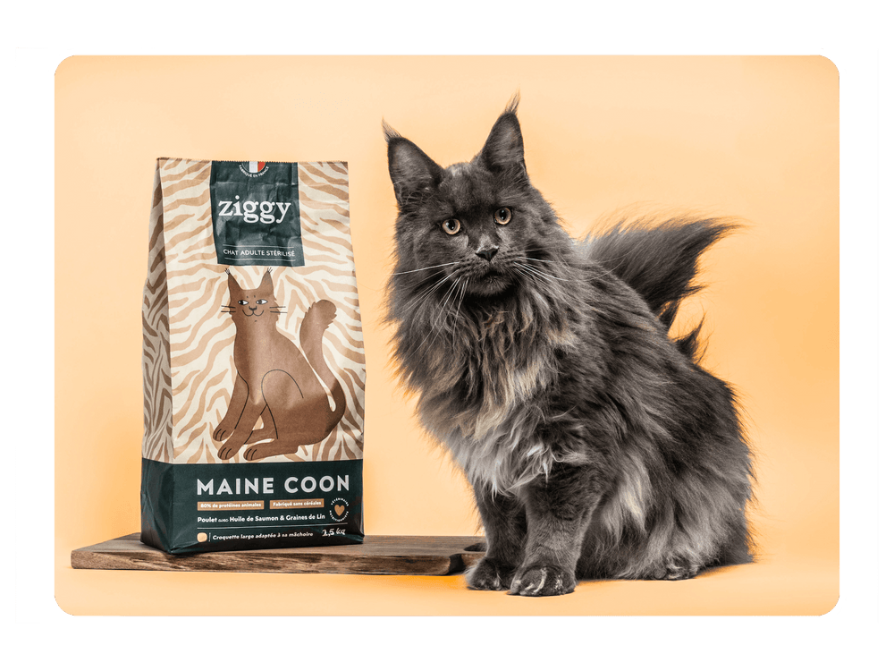 Chat adulte maine coon noir posant à côté des croquettes pour chat adulte Maine Coon au poulet de la marque Ziggy