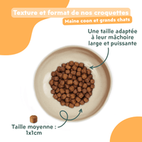 Texture et format des croquettes Ziggy pour chat adulte stérilisé Maine Coon au poulet, saine et sans céréales