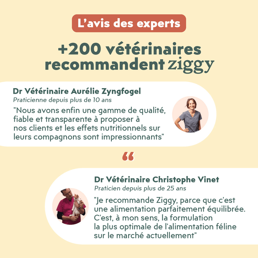 Avis vétérinaire des croquettes Ziggy pour chaton au poulet, saine et sans céréales