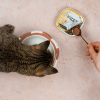 Main qui sert de la pâtée pour chat adulte stérilisé Ziggy à un chat avec la cuillère à pâtée Ziggy