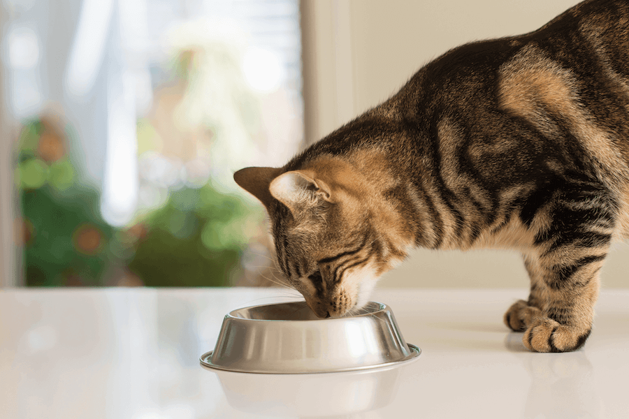 Chat qui mange dans sa gamelle