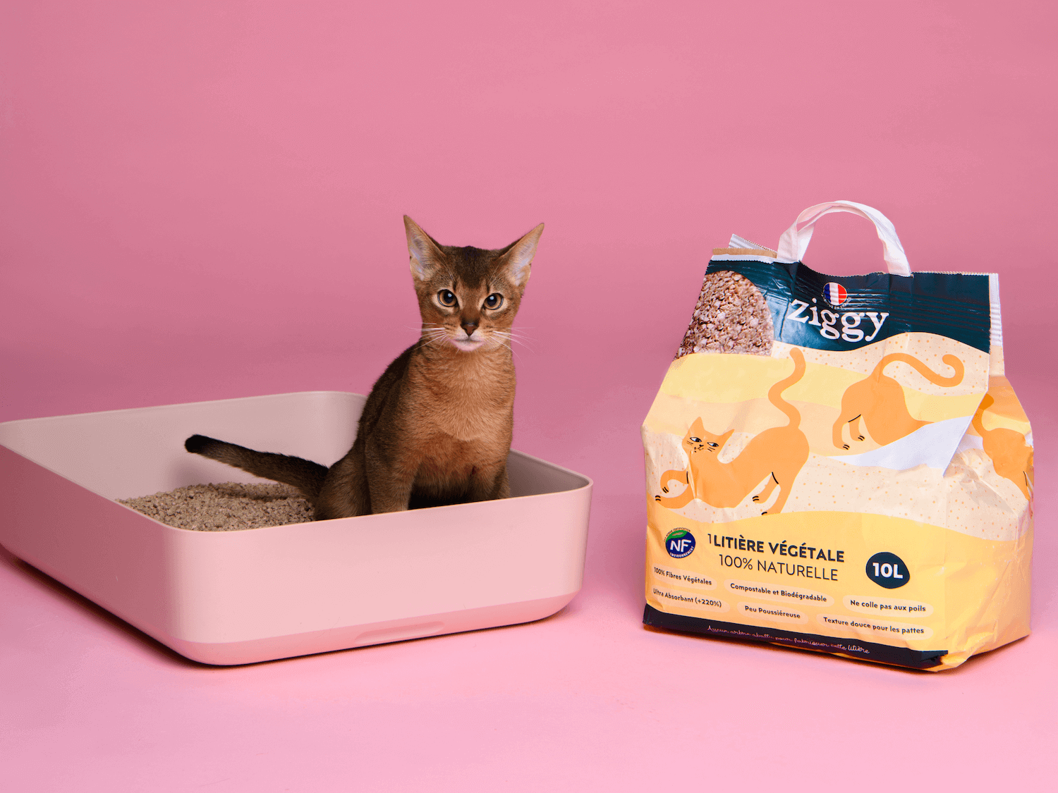Un chat qui fait ses besoins dans une litière