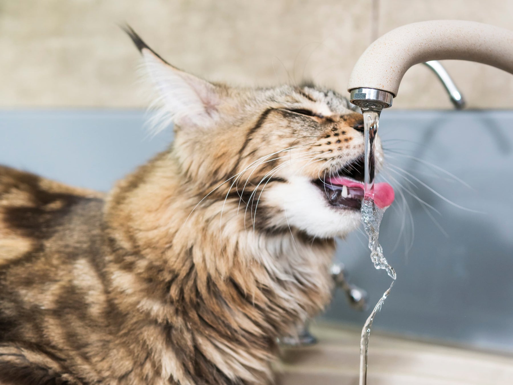 Chat qui boit au robinet
