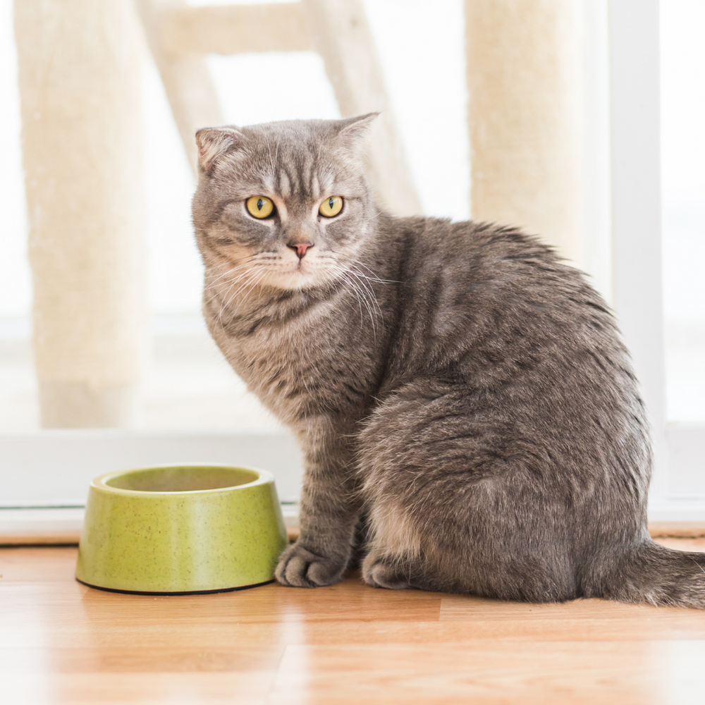 chat devant sa gamelle de croquettes  - 5 signes que votre chat s’ennuie