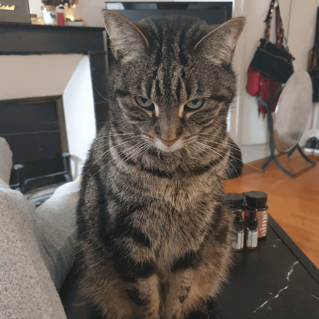 Chat qui s'ennuie devenant agressif 