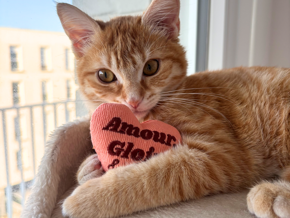 Chaton roux qui joue avec une peluche - 10 erreurs à éviter avec son chaton