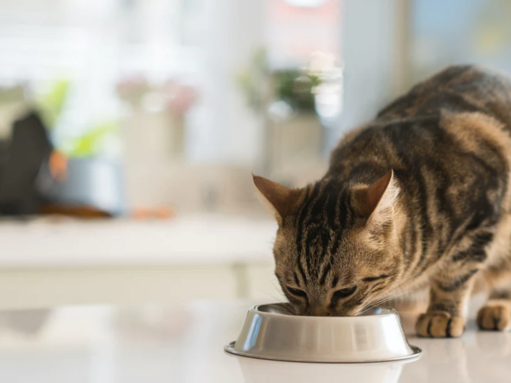 Ziggy - Comment bien gérer la transition alimentaire de mon chat ?