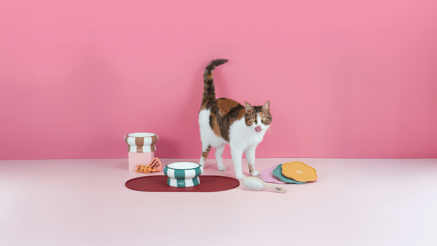 Accessoires pour chat