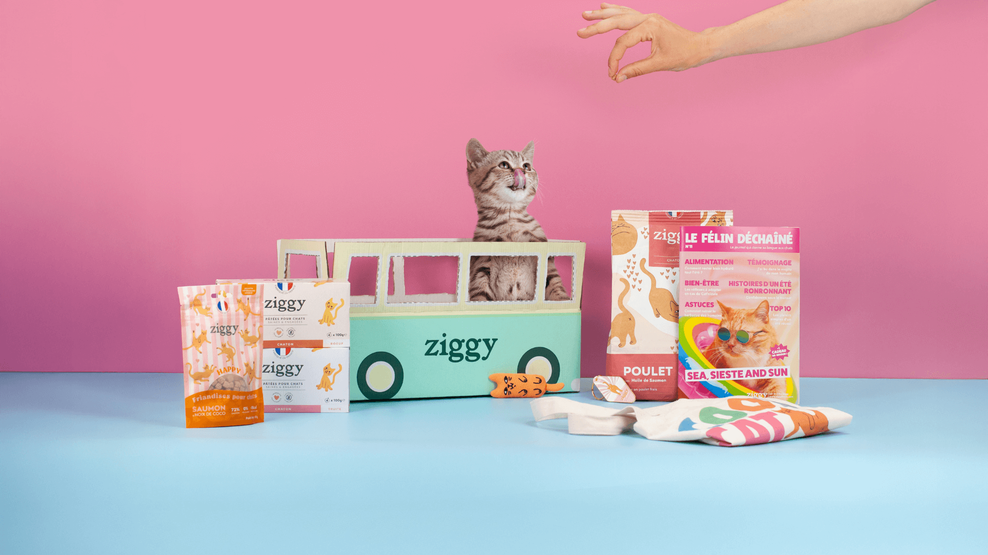 Croquettes et pâtées pour chaton