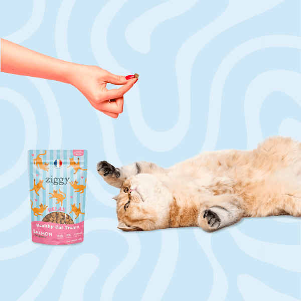 Chat adulte stérilisé qui joue avec les Friandises pour chat Ziggy saines, sans amidon et ultra gourmandes