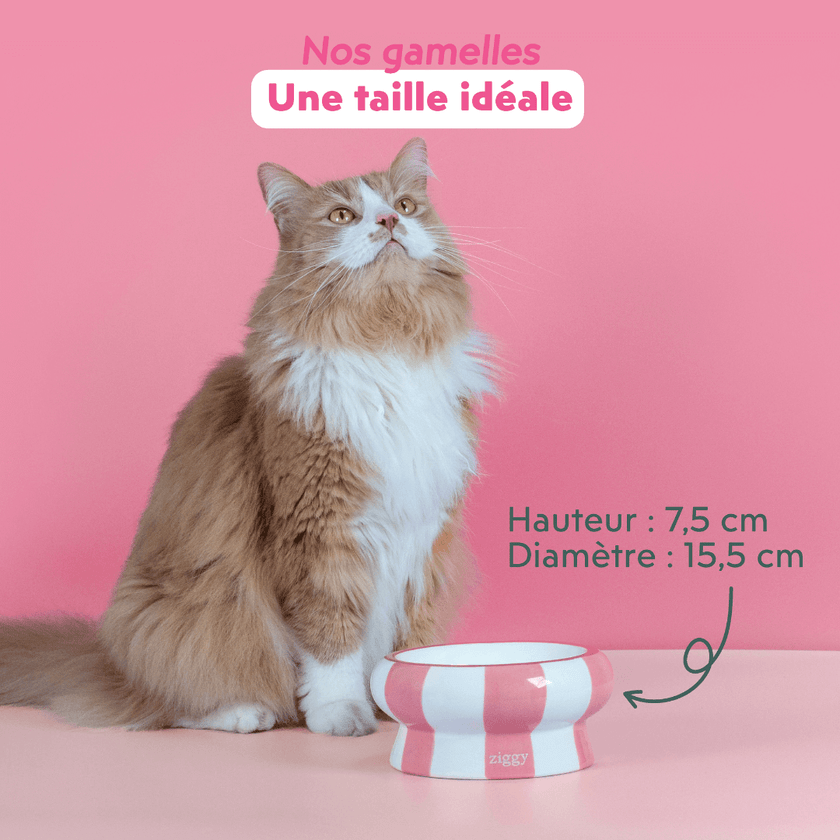 Chat adulte stérilisé roux à côté des gamelles pour chat Ziggy
