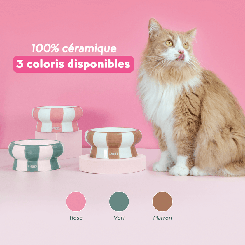 Chat adulte stérilisé roux à côté des gamelles pour chat Ziggy