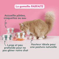 Chat adulte stérilisé roux à côté des gamelles pour chat Ziggy