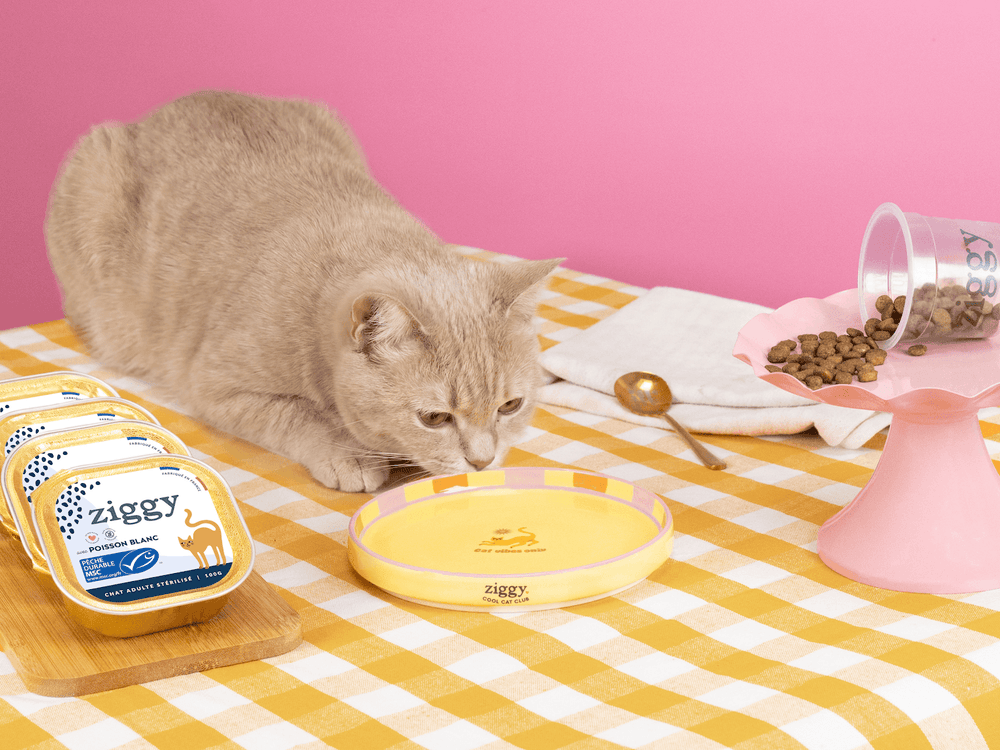 Assiette pour chat Ziggy de la gamme Cat Vibes Only