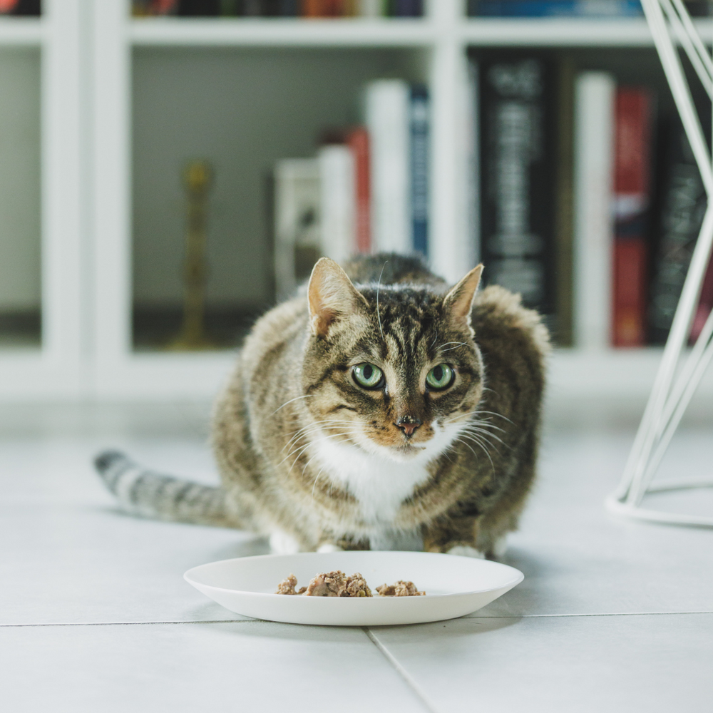 Alimentation chat : le guide complet –