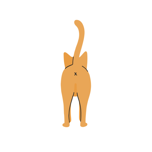 Illustration arrière d'un chat - Mon chat est obèse : quelle alimentation lui donner ?
