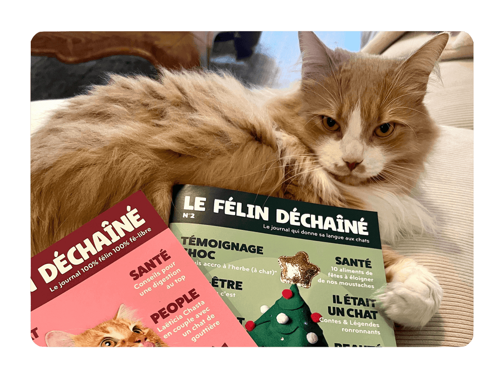 Gus, chat tenant entre ses pattes le Félin Déchaîné, le magazine de Ziggy