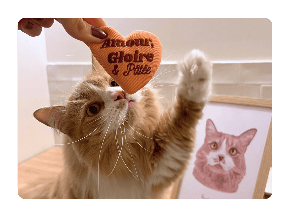 Chat adulte stérilisé qui joue avec la Peluche pour chat à la cataire Ziggy