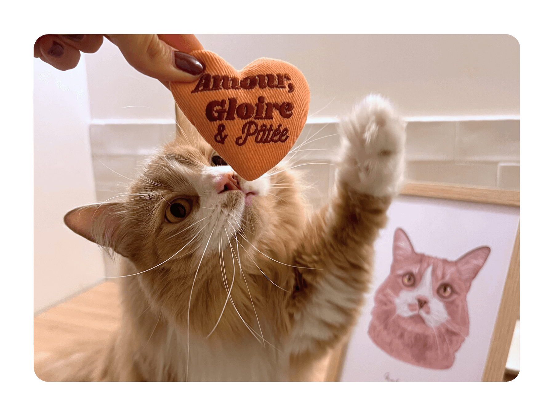 Chat adulte stérilisé qui joue avec la Peluche pour chat à la cataire Ziggy