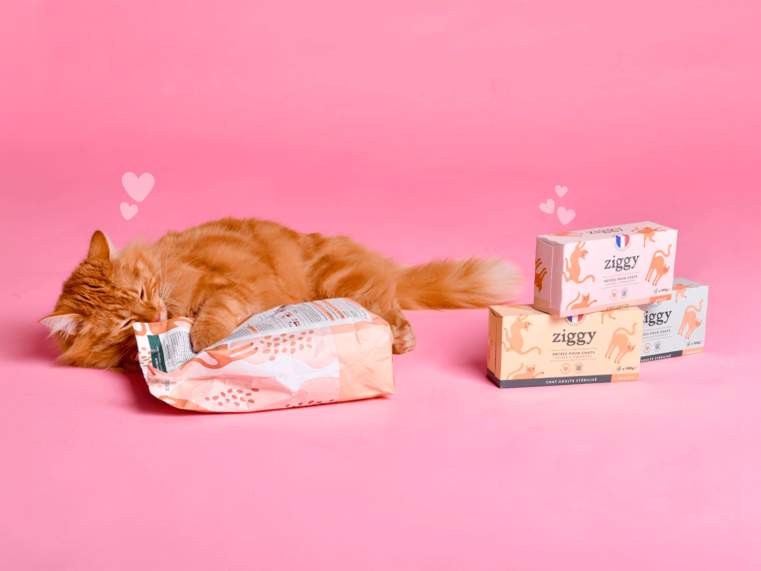 Chat adulte stérilisé qui fait des câlins aux croquettes et pâtées pour chat Ziggy