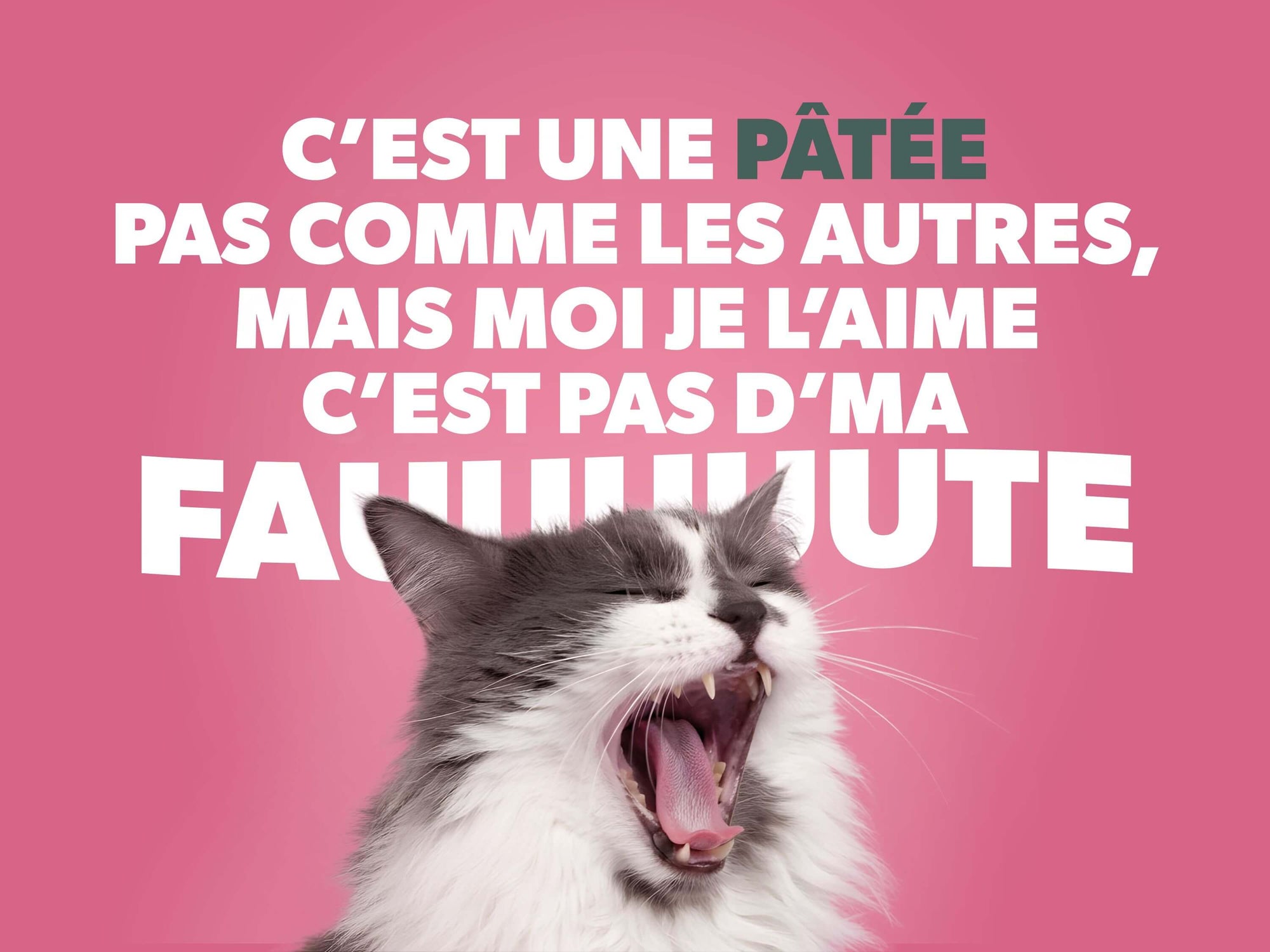 Campagne de communication Ziggy participe aux concerts de Céline Dion à Paris - Pour que tu miaules encore