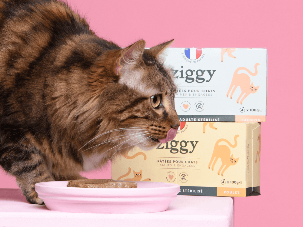 Choisir la meilleure litière pour son chat : nos conseils – Ziggy