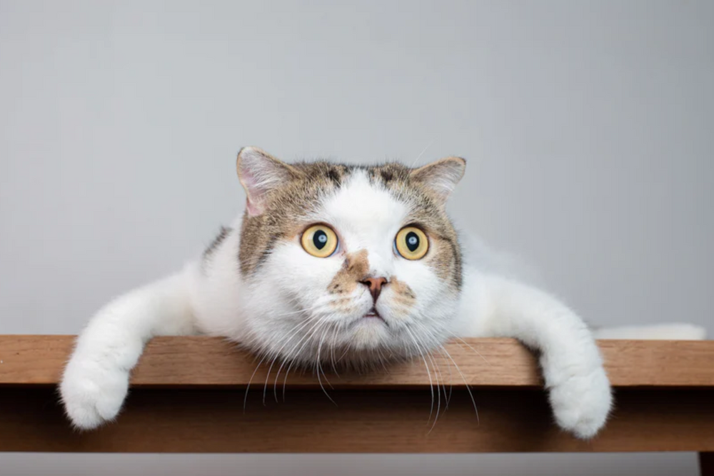 chat étonné sur les idées reçues sur son alimentation  - 15 idées reçues sur l’alimentation de votre chat