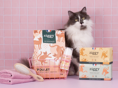 chat avec ses indispensables (croquettes, pâtées, brosse) pour avoir un beau pelage