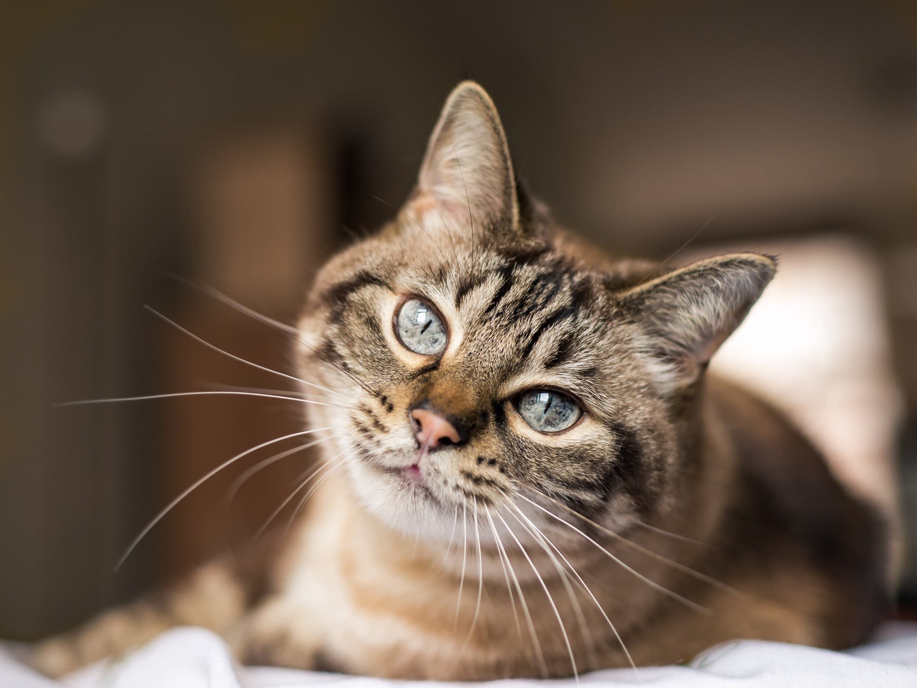 Chat souffrant d'insuffisance rénale chronique 
