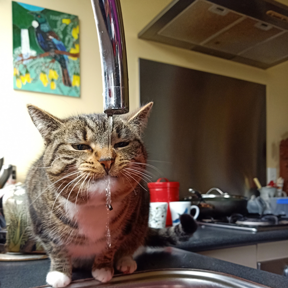 chat qui boit au robinet - Pourquoi ne faut-il pas donner que des croquettes à son chat ?