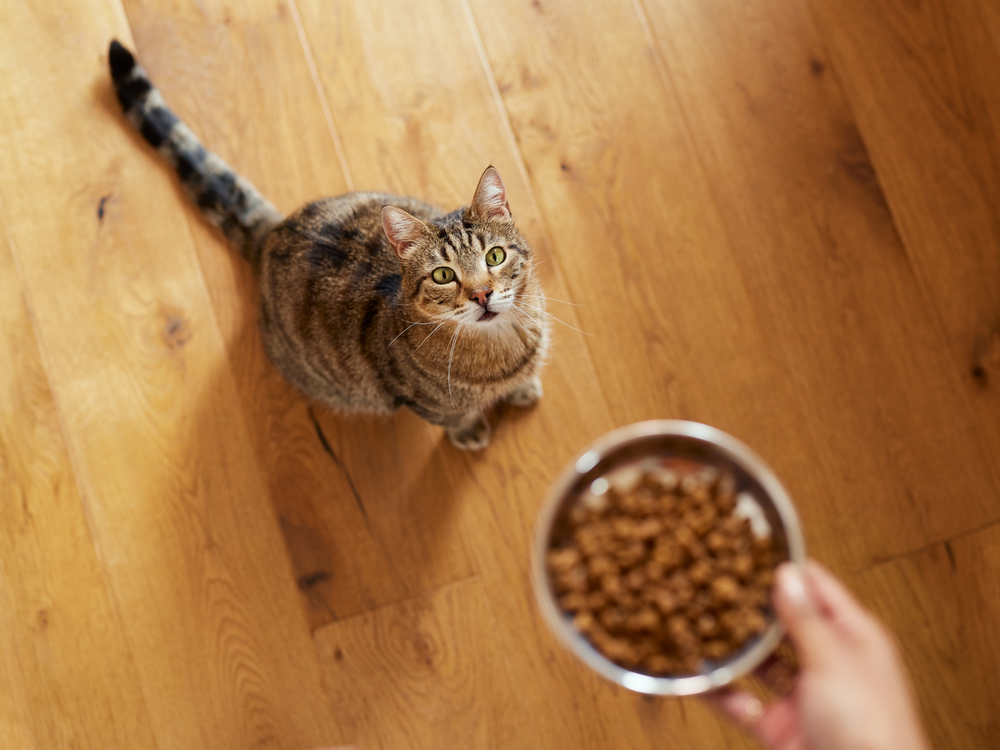chat devant sa gamelle de croquettes - Phosphore dans les aliments pour chat : pourquoi le surveiller ?
