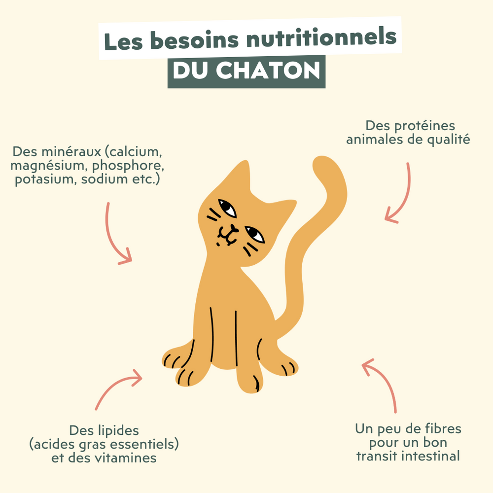 Les besoins nutritionnels du chaton  - Quelle alimentation choisir pour mon chaton ? De 2 à 12 mois.