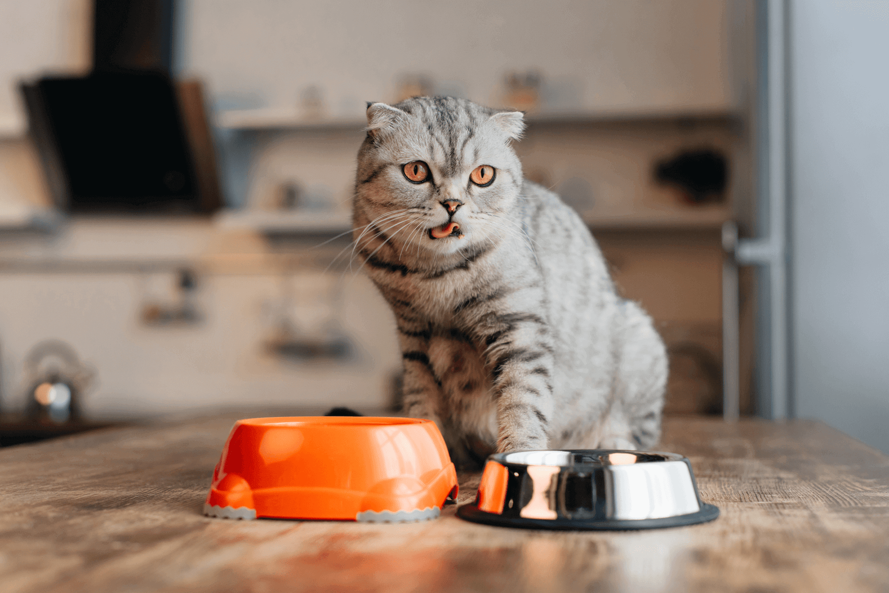 chat devant ses gamelles 