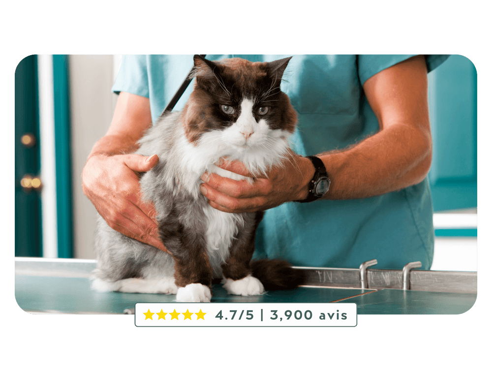 Chat en train de se faire soigner par un vétérinaire