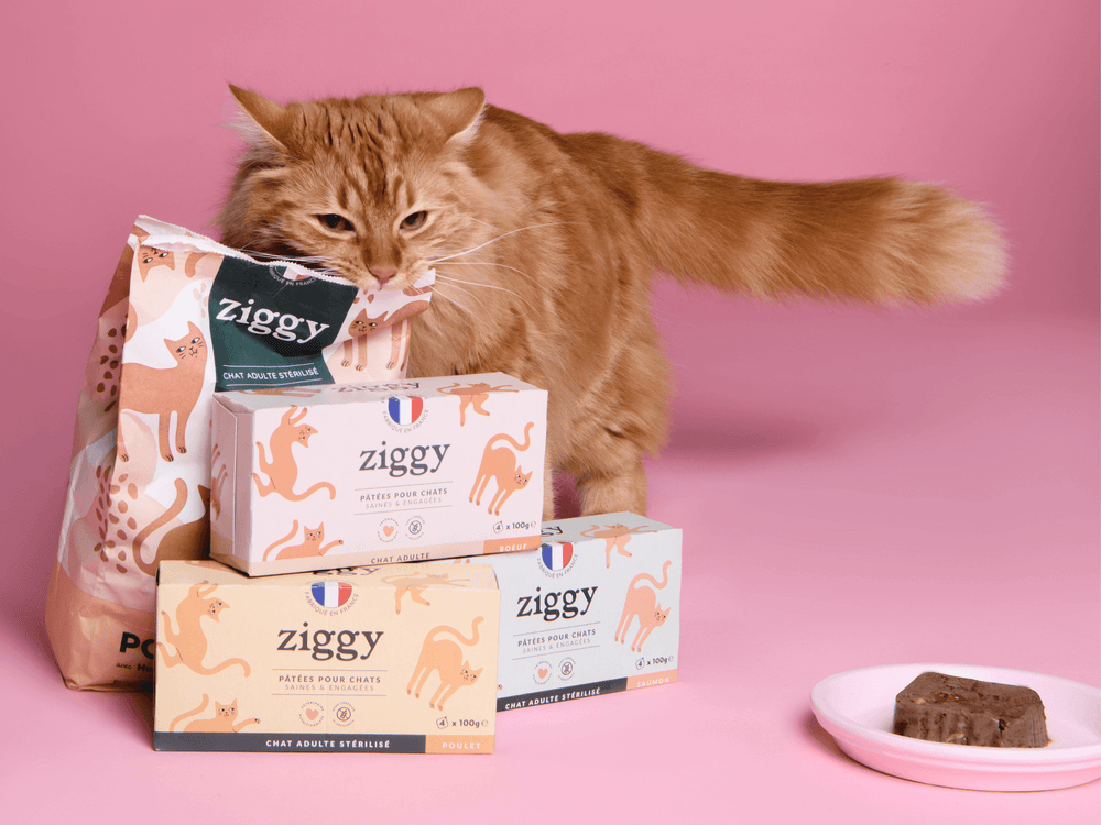chat adulte à côté de ses croquettes et pâtées saines et sans céréales