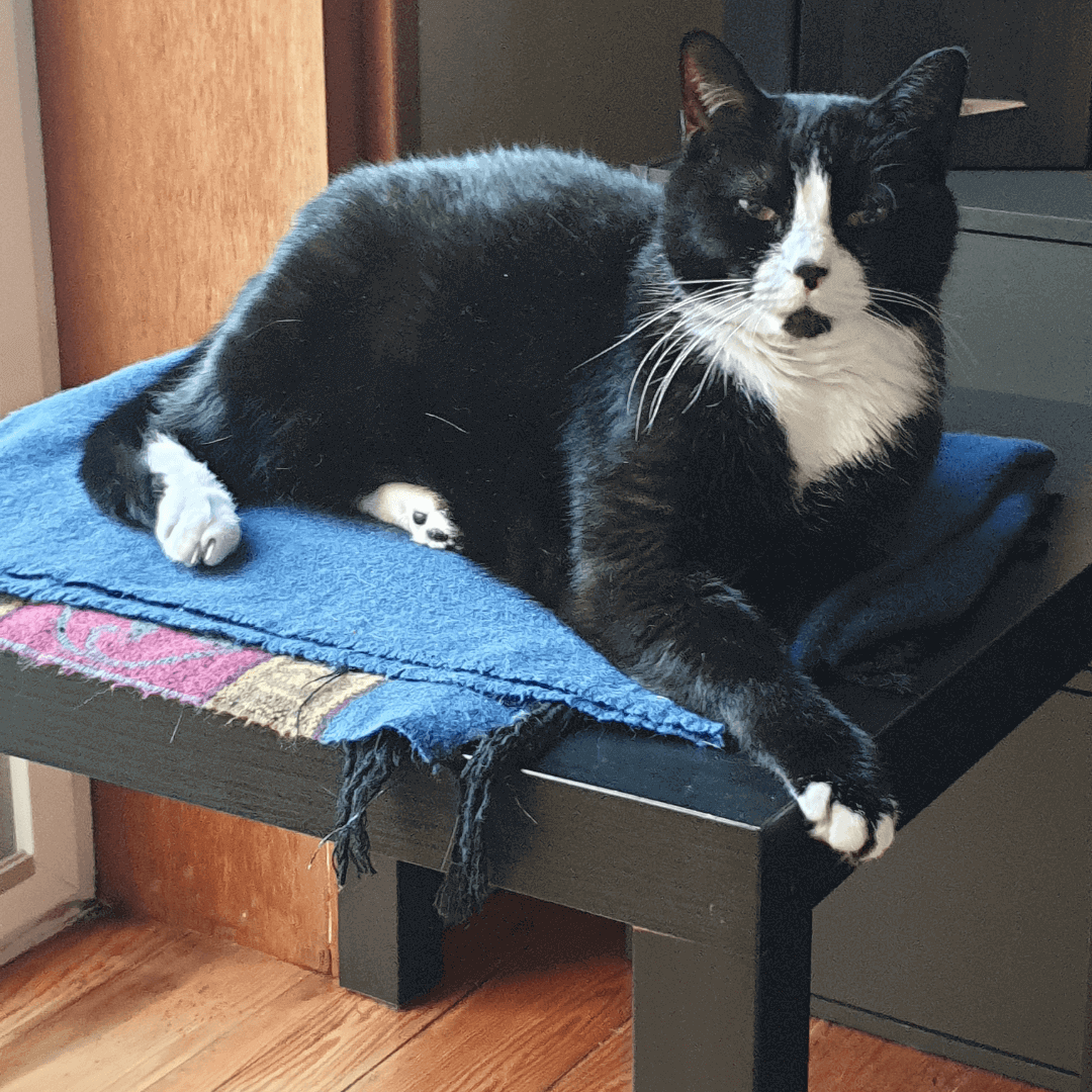 Chat qui s'ennuie allongé sur une table 