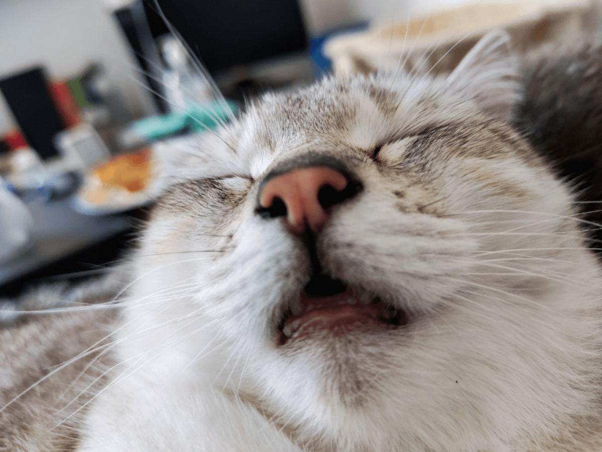 Chat en bonne santé et heureux qui dort