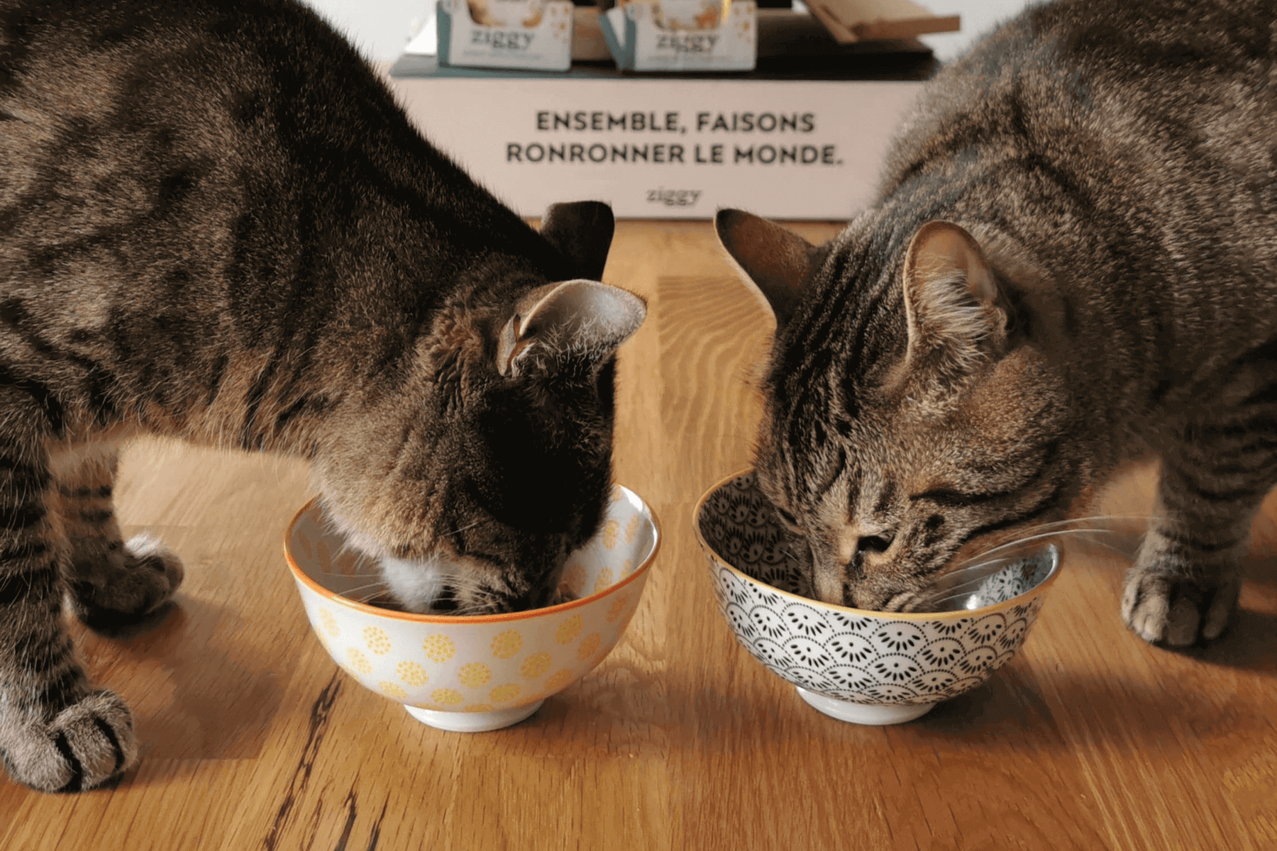 chats mangeant de la pâtée dans un bol 