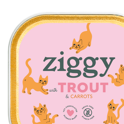 Nassfutter für kätzchen