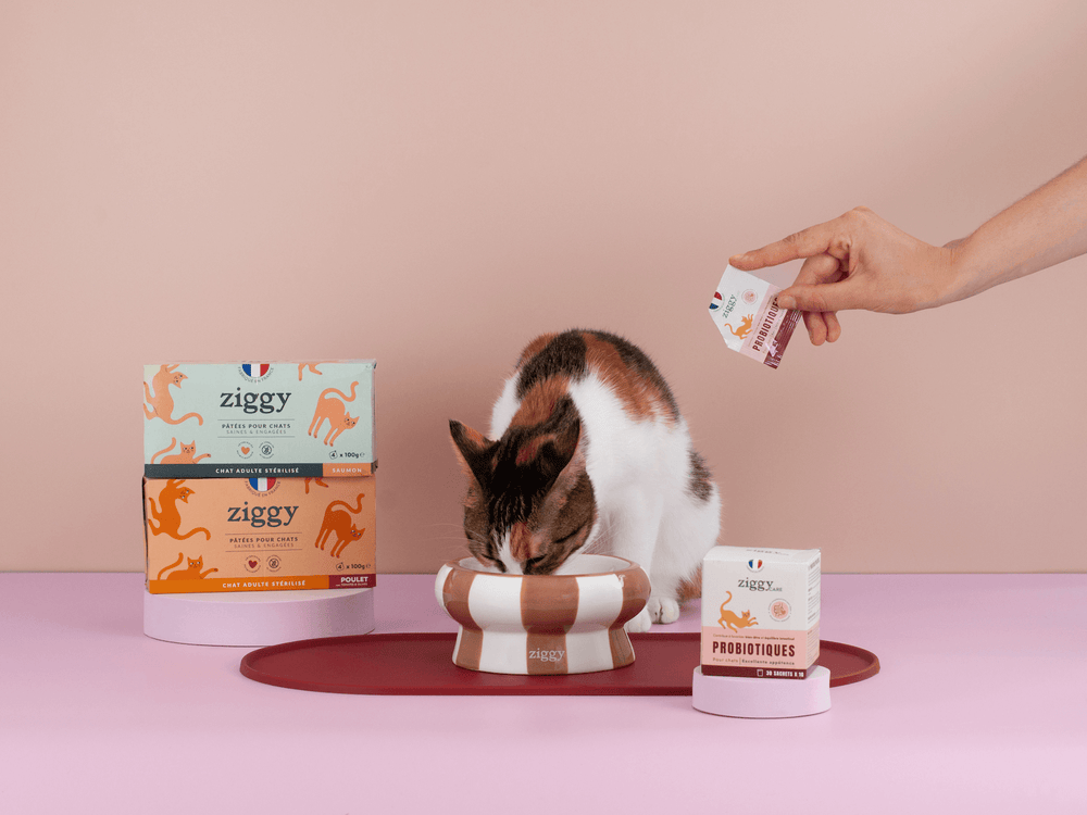 chat adulte qui mange les pâtées pour chat adulte stérilisé Ziggy