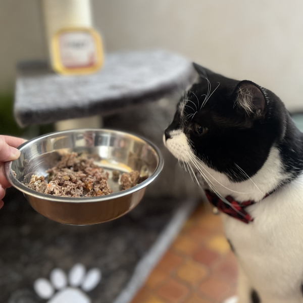 Chat sentant sa gamelle de pâtée - Mon chat mange moins quand il fait chaud, que faire ?